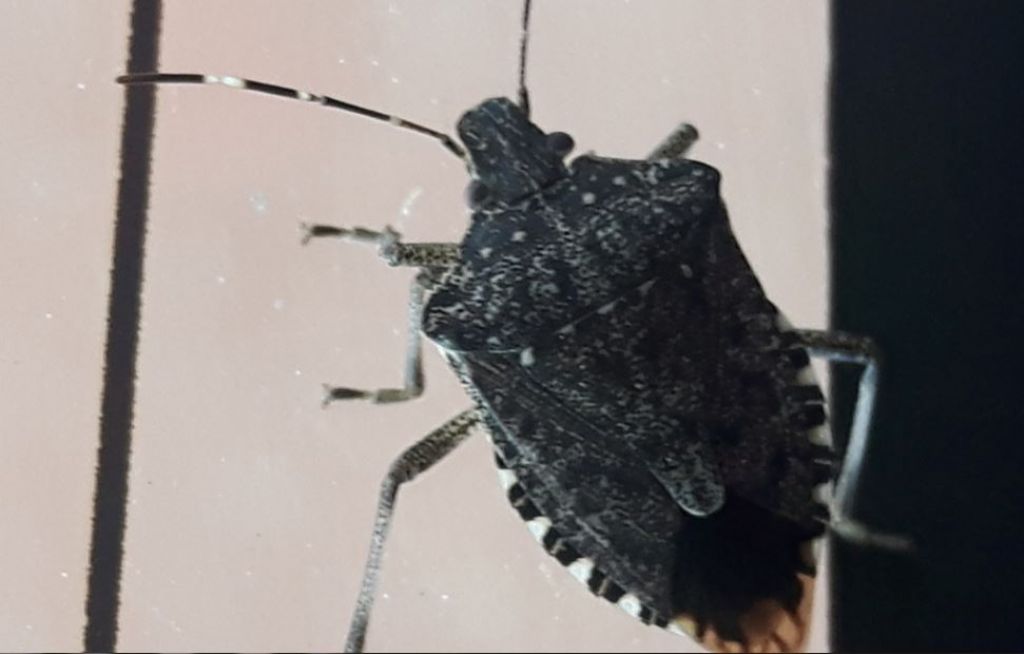 Cimice aliena? S, Halyomorpha halys (Pentatomidae)